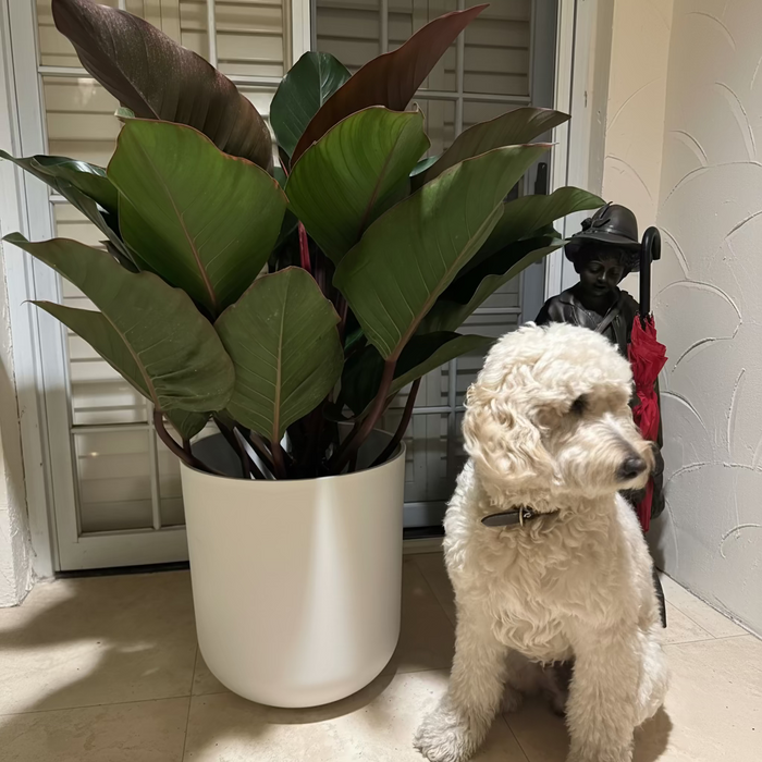 dog beside Philodendron Black Cardinal, Tropical Forest Plant