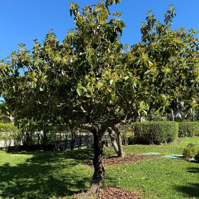 A mature Avocado Fruit Tree with green leaves and branches, planted outdoors on a lawn.
