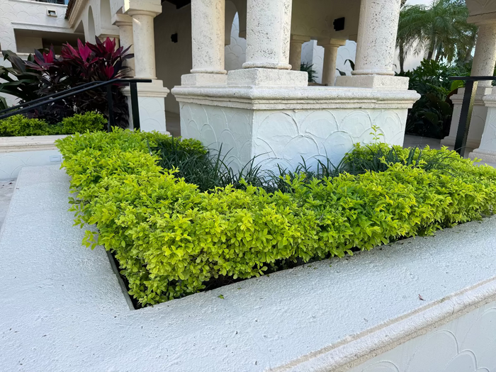 A raised white textured stone planter bed filled with vibrant, bright yellowish-green bushy plants, situated in a landscaped