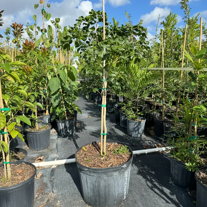 Lignum Vitae Guaiacum Officinale Flowering Tree of Life nursery pot 7gal