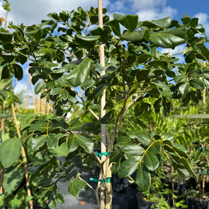 Lignum Vitae Guaiacum Officinale Flowering Tree of Life close up foliage