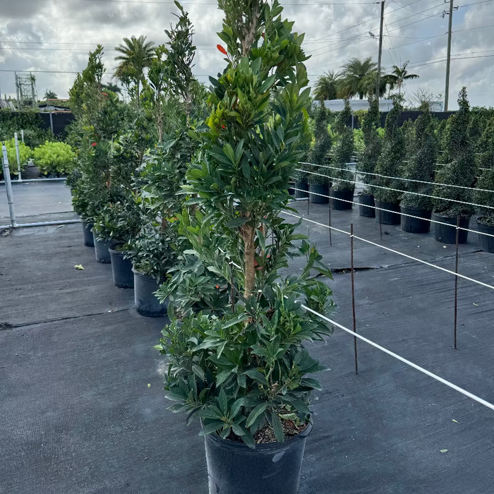 Topiary Spiral Japanese Blueberry Tree