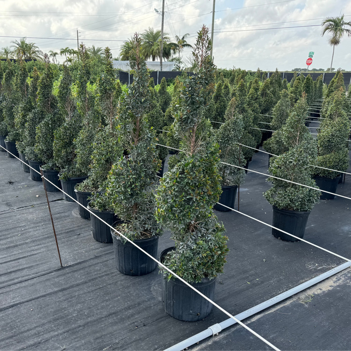 Multiple Topiary Eugenia Spiral Tree in nursery pots 5gal, Corkscrew topiary, Helical topiary, spiral topiary tree.