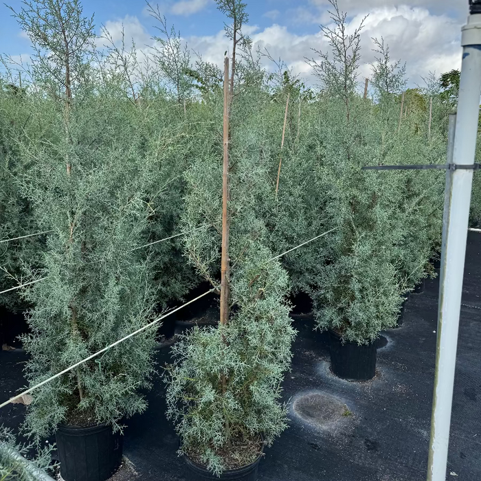 A group of young potted evergreen trees featuring feathery, silvery-blue foliage, supported by bamboo stakes and growing in black nursery pots