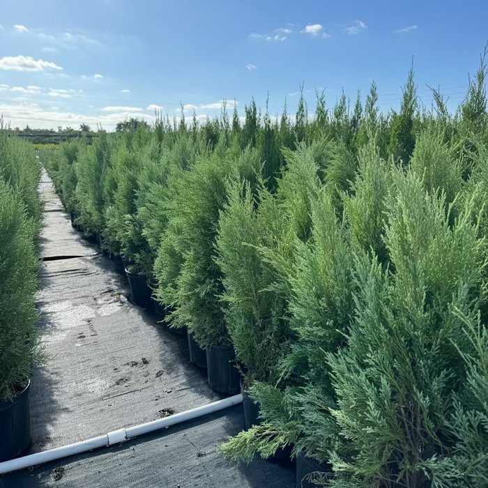 A long row of potted Medora Juniper  trees featuring dense, upright, bluish-green foliage, growing in black nursery pots