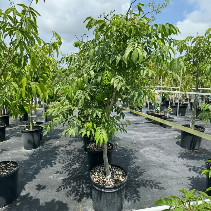 A young potted June Plum Fruit Tree (Spondias dulcis) featuring a developing trunk and a canopy of lush, pinnate green leaves, growing in a black nursery pot