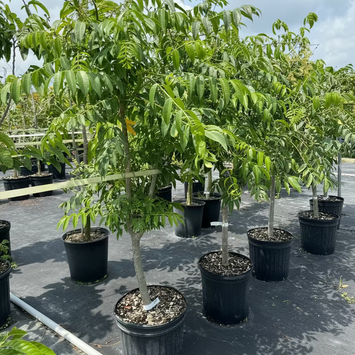 A row of young potted June Plum Fruit Trees (Spondias dulcis) featuring thin, developing trunks supported by stakes and a canopy of lush, pinnate green leaves, growing in black nursery pots