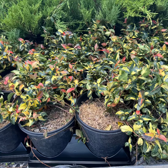 Jasmine Summer Sunset, Colorful Vining Plant in pots