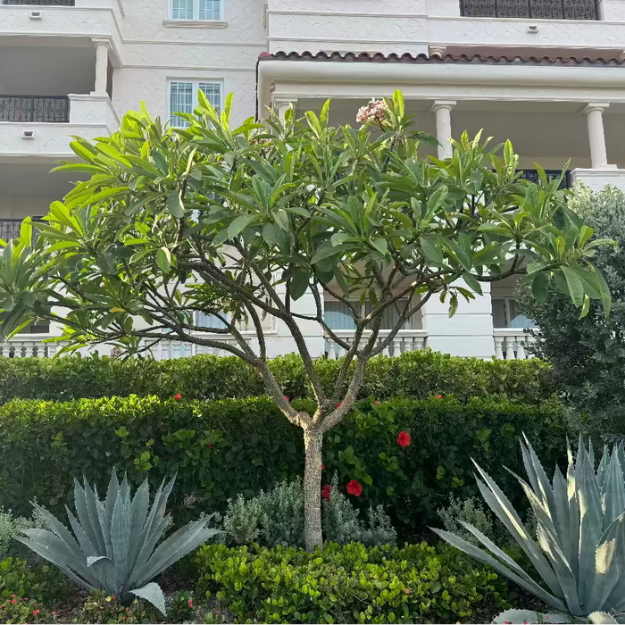 Full grown Plumeria Rubra Pink Orchid Flowering Tree with mature branching canopy and fragrant tropical blooms, showing full grown landscape appearance ideal for luxury outdoor spaces.