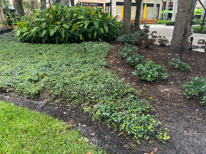 outside view of Jasmine Asiatic Minima