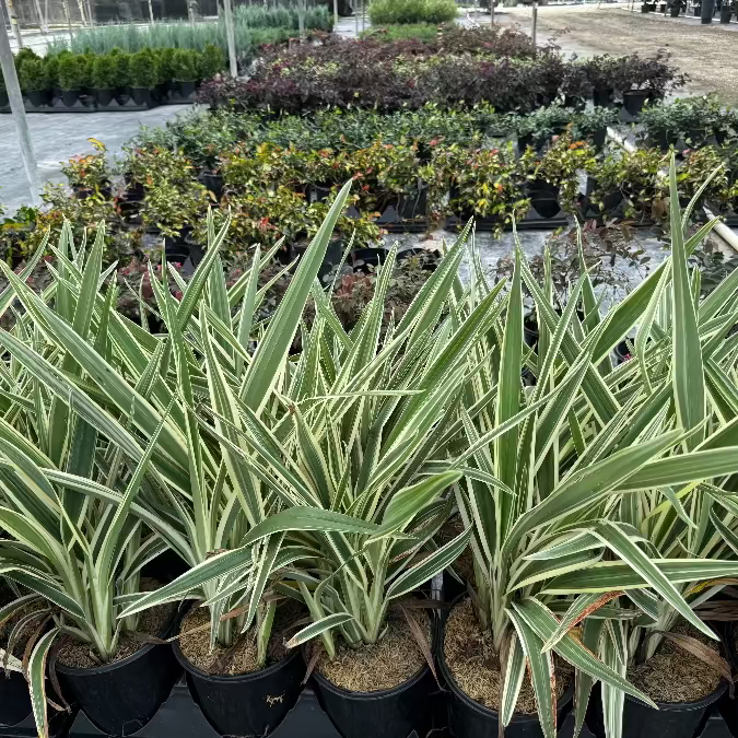 flax lily Row of potted plants with green and white leaves in a garden setting.