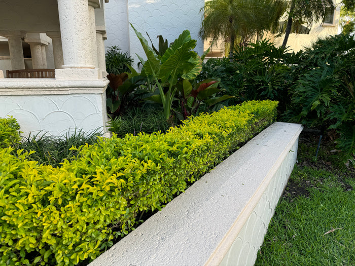 Gold Mound, Duranta Erecta Shrub in a hedge planted in the ground