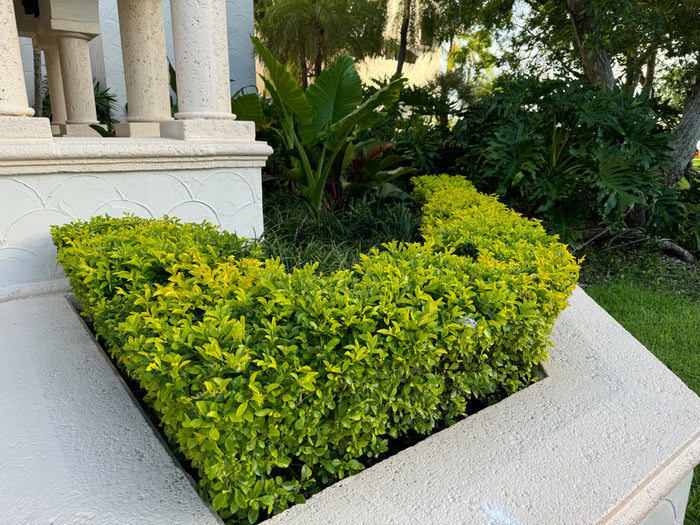 Gold Mound, Duranta Erecta Shrub planted in front of building