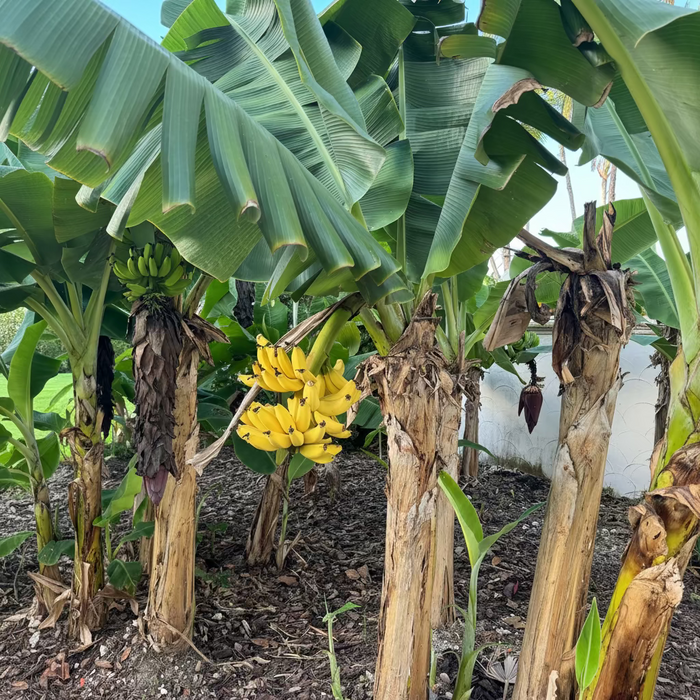 Gold Finger Banana Fruit Tree full grown in field
