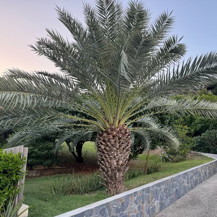 Pindo Palm tree in a garden setting with a stone wall and greenery