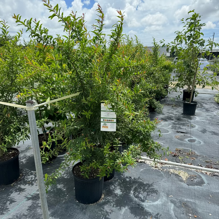Young Pomegranate Salavatski Fruit Tree's lined up in black grower pots