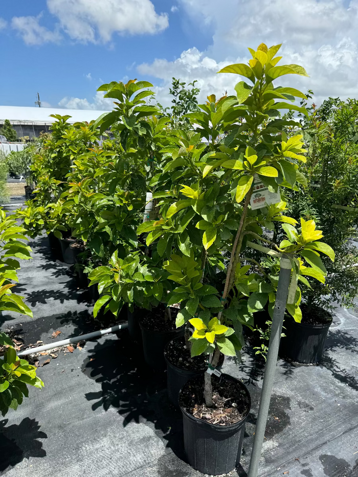 A row of young potted Donnie Avocado (Persea americana) Fruit Trees featuring lush green leaves