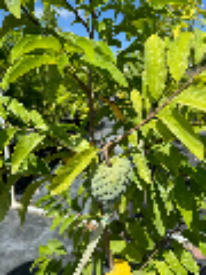 A young potted Sugar Apple (Sweetsop) Fruit Tree featuring lush, prominently veined green leaves, growing in a black nursery pot