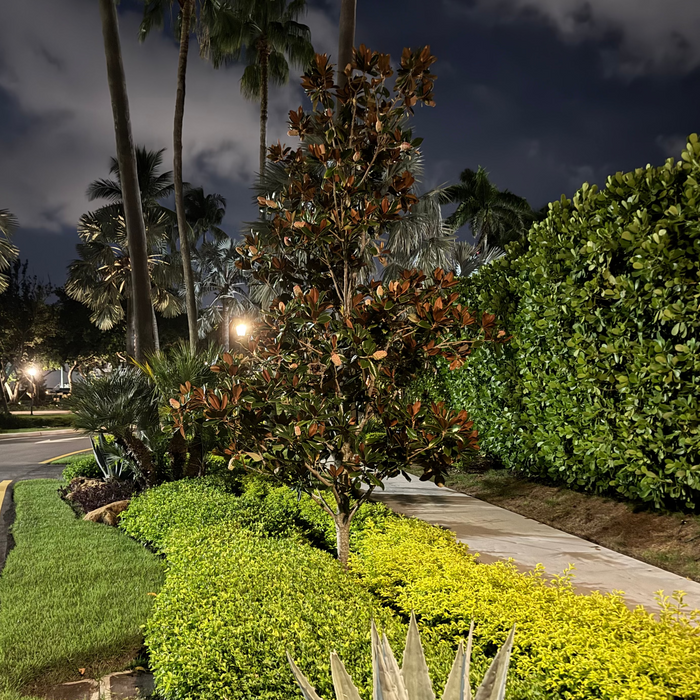 Mature Magnolia Grandiflora Little Gem Flowering Tree, prominently featuring its characteristic dark green foliage with copper undersides, growing beautifully in an outdoor landscape setting next to a paved walkway under evening lighting, showcasing its elegant form and appeal in a residential garden design.