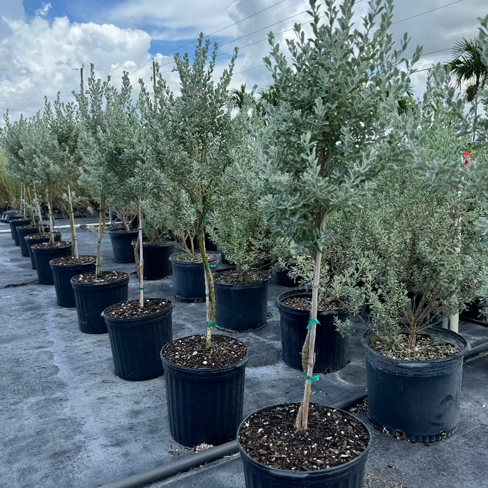 Texas Sage, Tree Form Silverleaf Purple Sage in black pot nursery 5gal