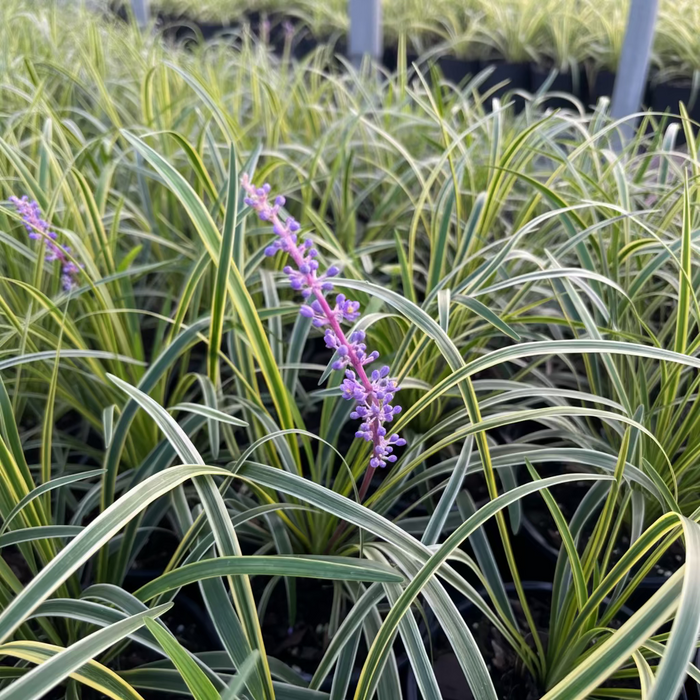 single flower of Liriope Muscari Variegated, Monkey Grass