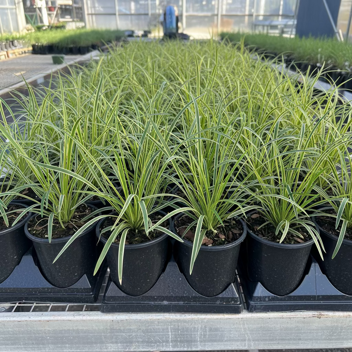multiple Liriope Muscari Variegated, Monkey Grass pots outside view