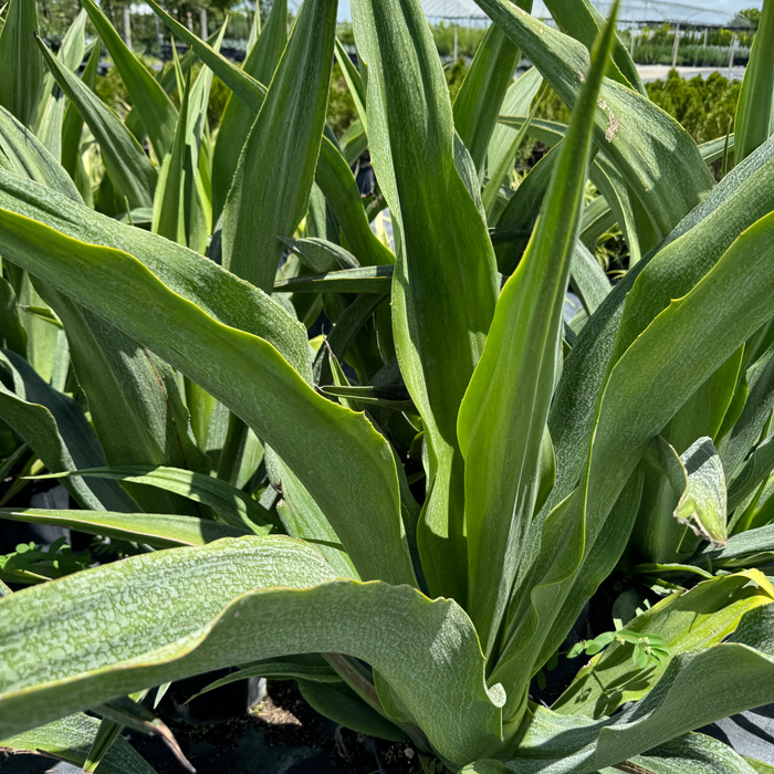 False Agave, Green Giant, Furcraea Foetida