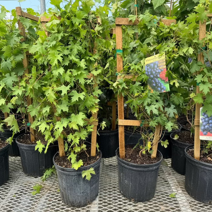 Young potted Muscadine grape vines with vibrant green leaves, supported by wooden trellises and growing in black nursery pots on a metal grated surface in an outdoor nursery setting