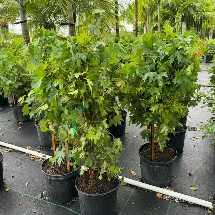 A lush, young Muscadine Southern Home grape vine featuring vibrant green leaves, growing in a black nursery pot in an outdoor setting