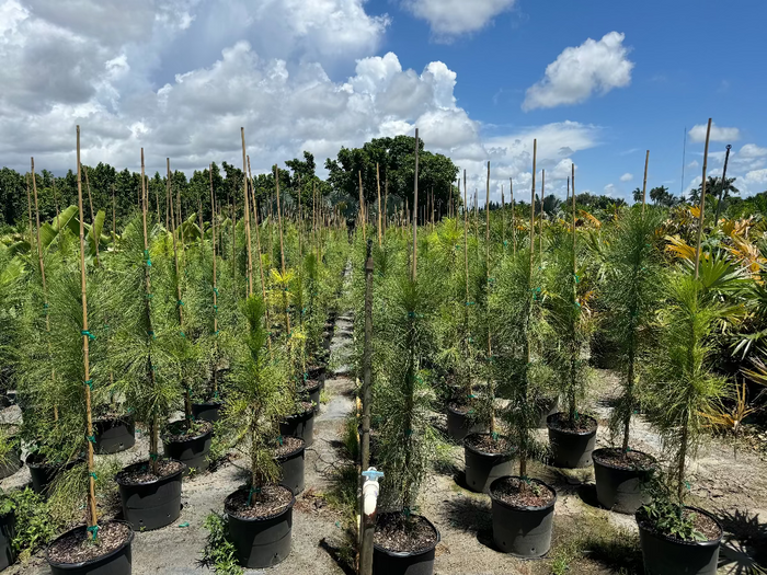 Rows of young, feathery evergreen trees growing in black nursery pots and supported by bamboo stakes