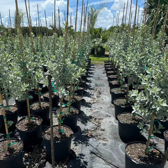 Silver Buttonwood Tree Form, Florida Landscape Potted Silver Buttonwood trees arranged in rows, with a silver-succulent appearance, intended for landscaping.