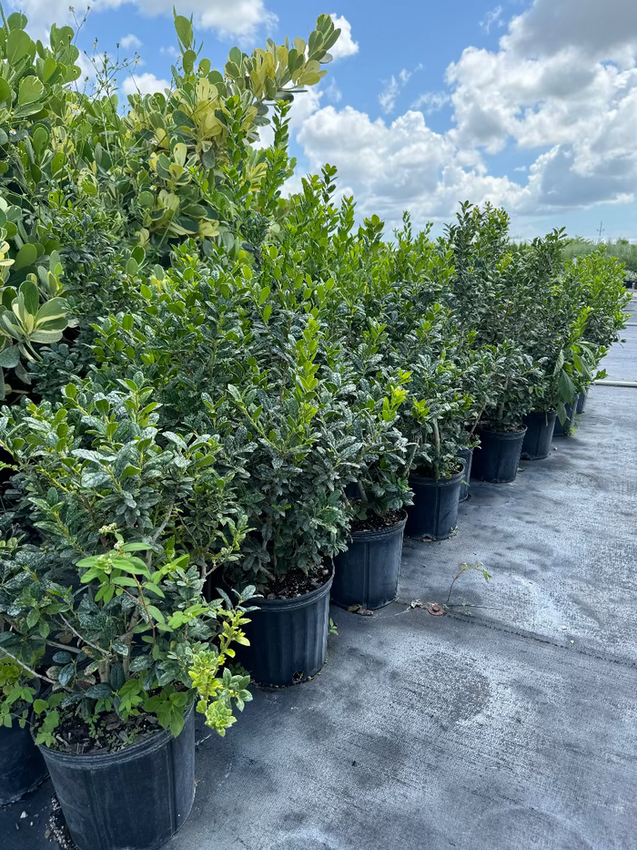 Rows of lush green shrubs growing in black nursery pots, arranged outdoors on black landscaping fabric