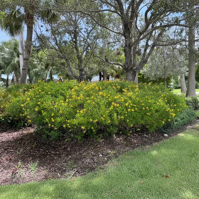 A large, sprawling green shrub covered in small yellow flowers, planted in a mulched garden bed and surrounded by a grassy lawn
