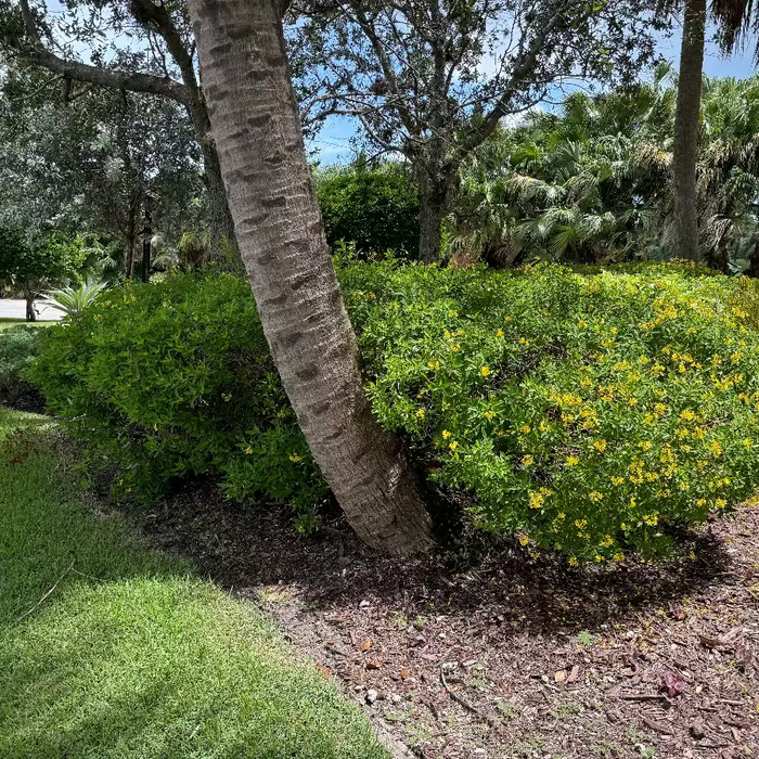 A sprawling green shrub covered in small yellow flowers, growing in a mulched garden bed next to a leaning tree trunk, bordered by a green lawn