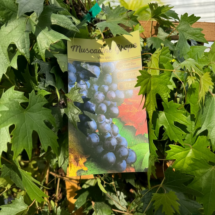 Muscadine Southern Home Grape vine Muscadinia Vitus Rotundifolia close up of image showing the friut