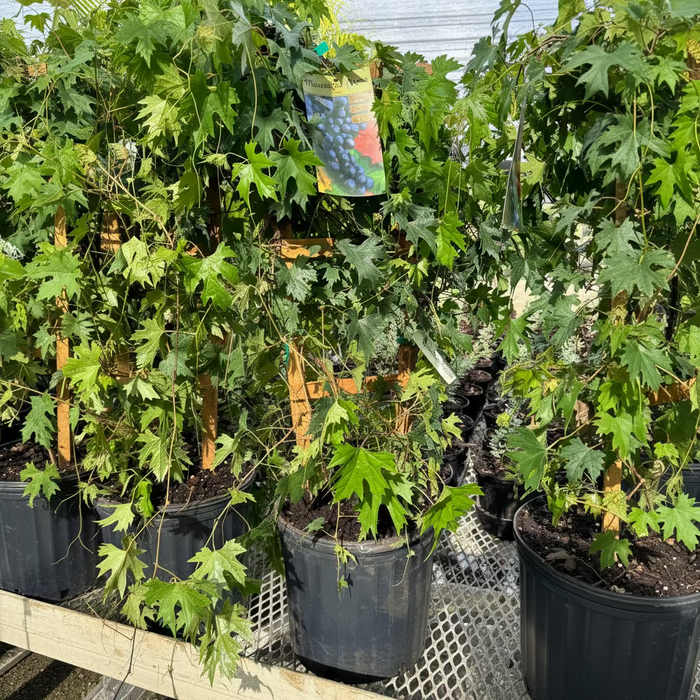 Muscadine Southern Home Grape vine Muscadinia Vitus Rotundifolia in 5gal pot close up