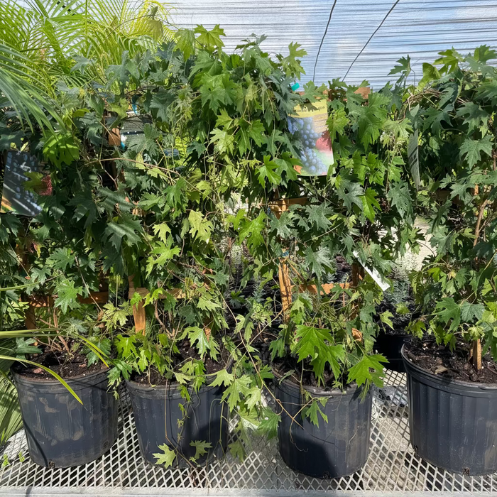 Muscadine Southern Home Grape vine Muscadinia Vitus Rotundifolia
Muscadine Carlos Grape Vine, Muscadinia Vitus Rotundifolia in 5gal pot in rows