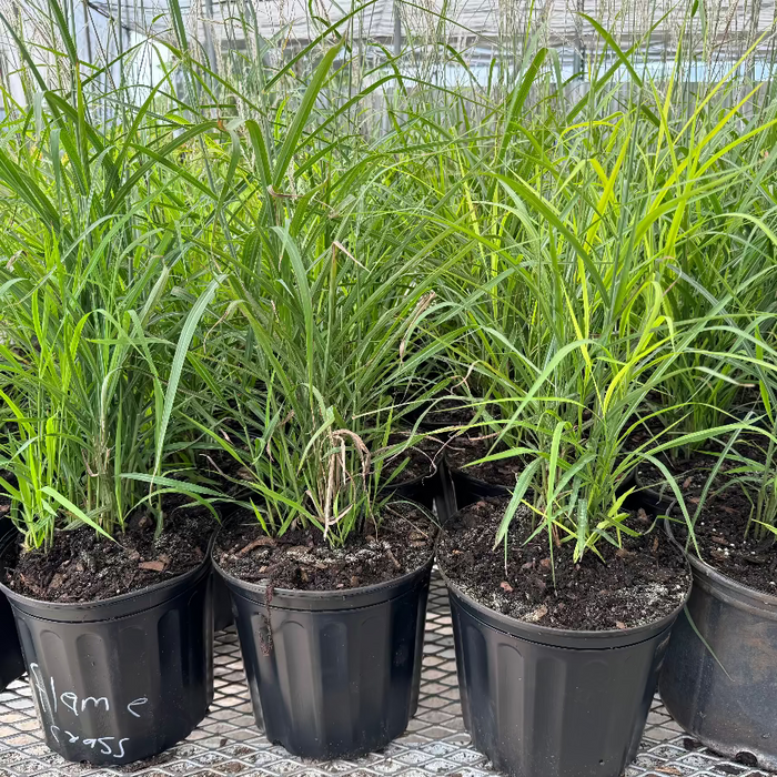 outside view of Flame Grass, Miscanthus Purpurascens