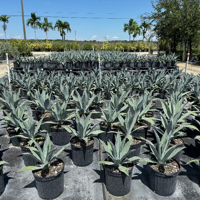 Super Blue Agave Century Plant in Grower Pot 2-3ft High