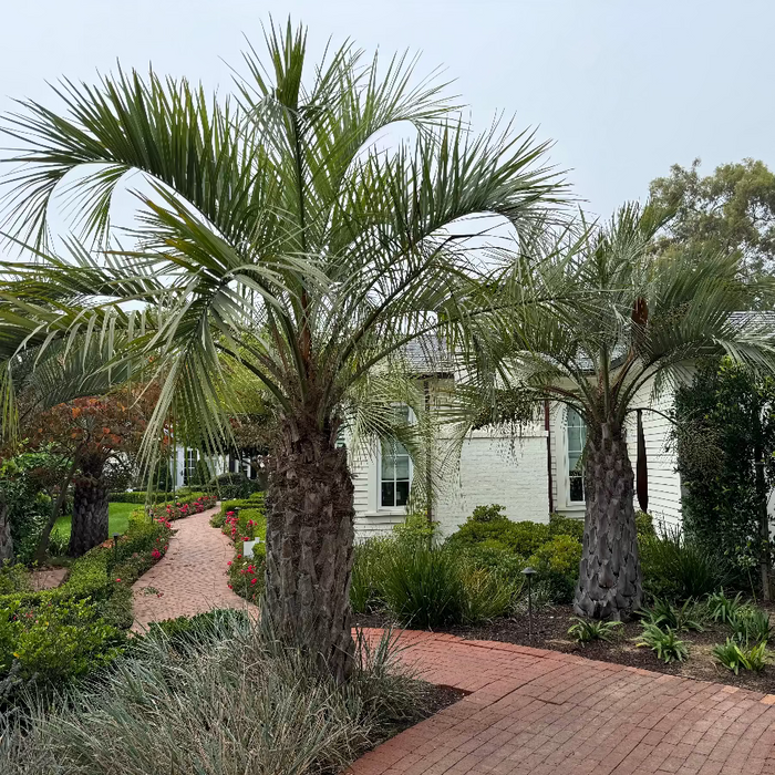 Pindo Palm, Jelly Palm, Cocos Australi planted in ground landscape
