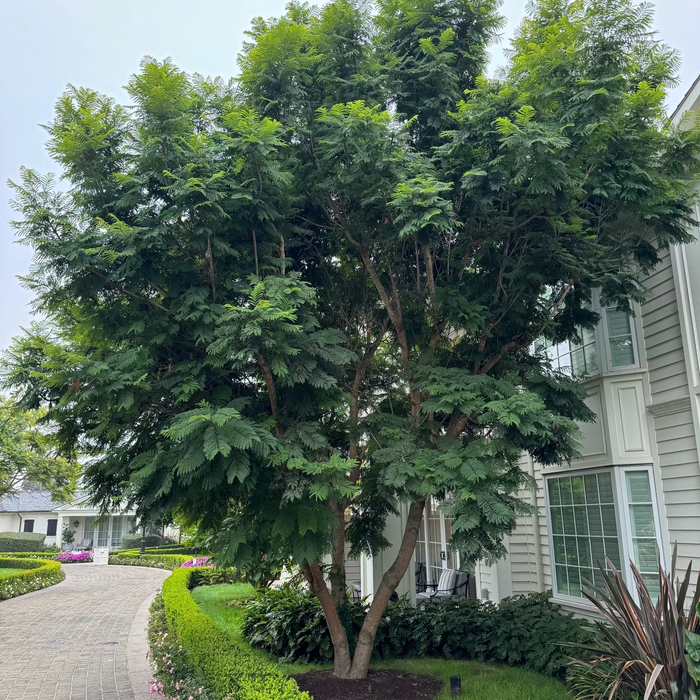 Mature Jacaranda Mimosifolia Purple Flowering Tree with a magnificent canopy, showing full-grown landscape appearance standing in an outdoor setting, ideal for shade, ornamental garden focal points, and vibrant property borders.