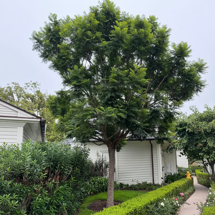 Mature Jacaranda Mimosifolia Tree featuring a lush canopy of feathery green foliage, growing in a beautifully landscaped outdoor garden setting surrounded by a manicured curved hedge and a paved pathway, ideal as an elegant shade tree and ornamental garden focal point.