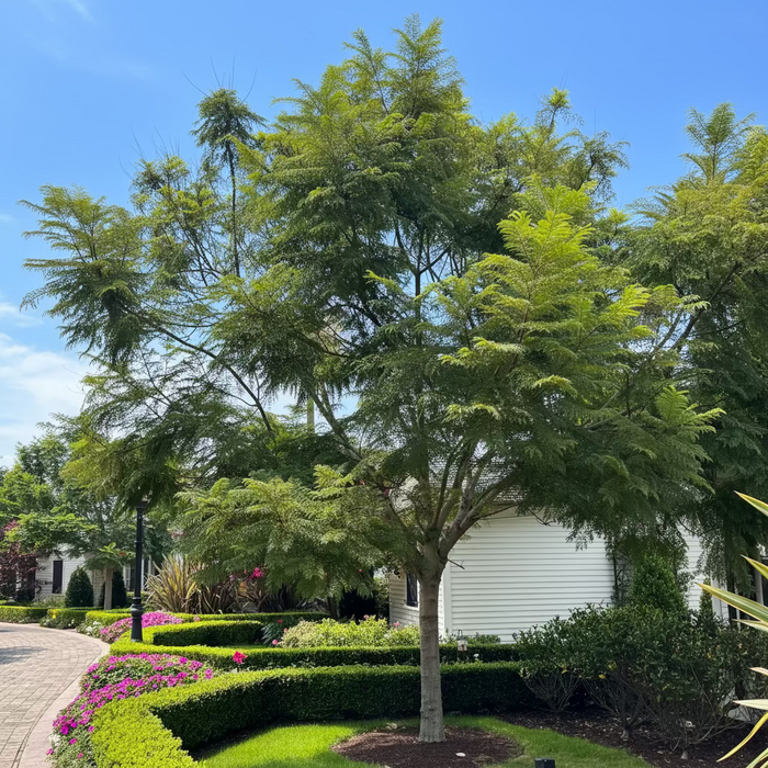 Mature Jacaranda Mimosifolia Tree featuring a lush canopy of feathery green foliage, growing in a beautifully landscaped outdoor garden setting surrounded by a manicured curved hedge and a paved pathway, ideal as an elegant shade tree and ornamental garden focal point.