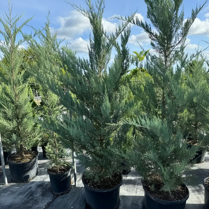 A row of young evergreen trees with lush, blue-green foliage growing in large black plastic nursery pots