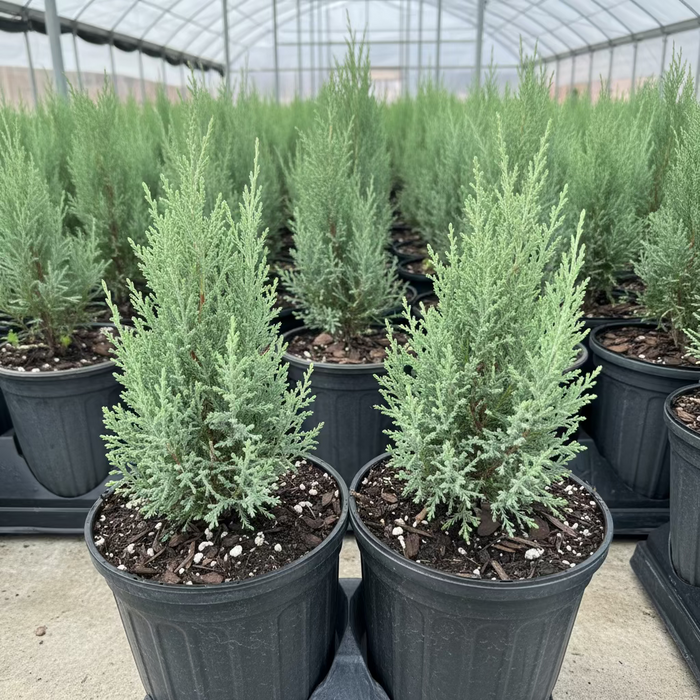 Medora Juniper, Rocky Mountain Juniperus scopulorum in 6in pot in trays