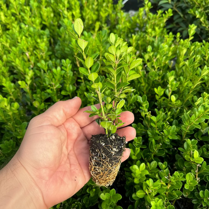 Winter Green Boxwood Shrub liner being held by hand