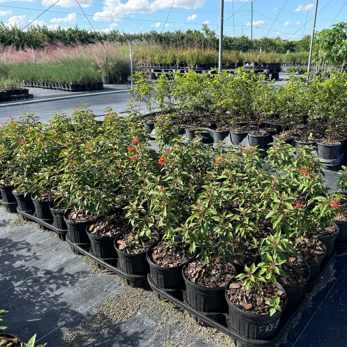 FireBush Hamelia patens 'Firefly', Hummingbird Bush in 6in pot in treys