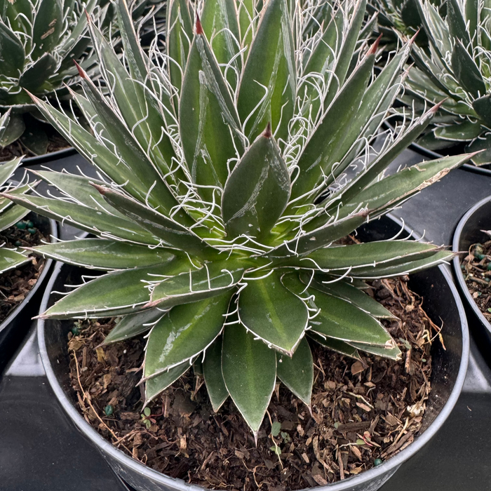 Agave Black Widow Schidigera, Century Plant in Grower Pot