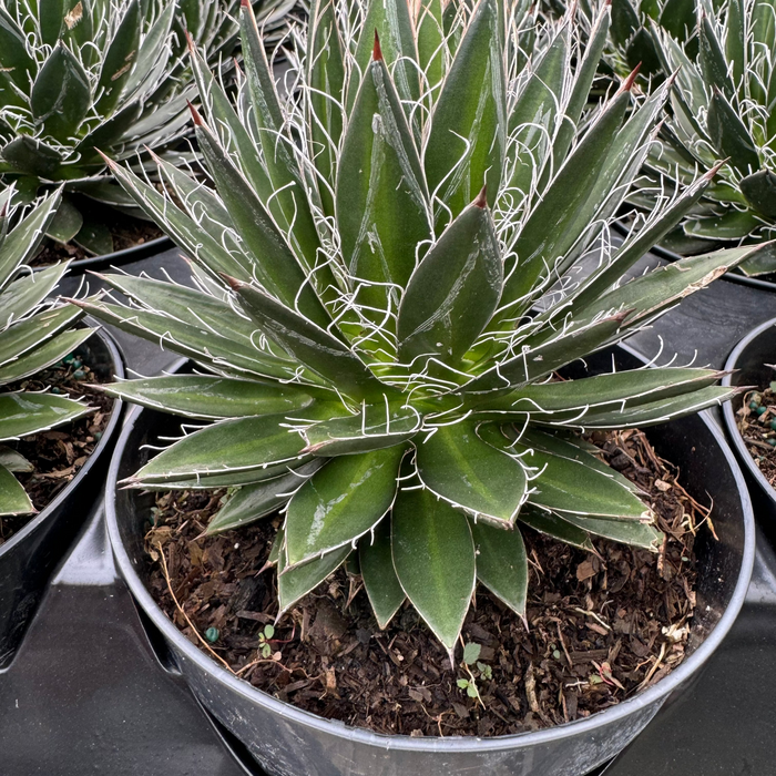 Agave Black Widow Schidigera, Century Plant in Grower Pot