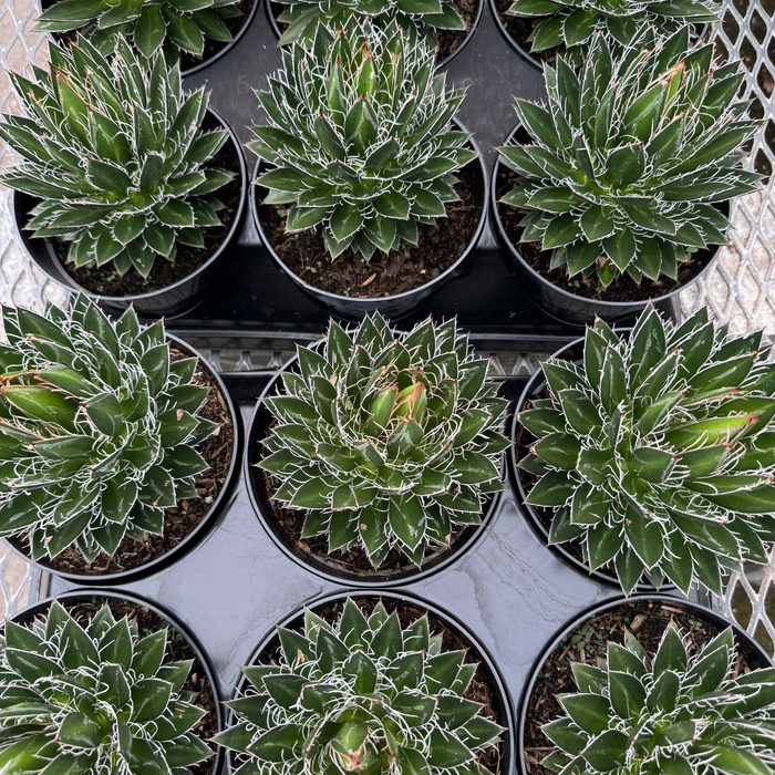 Agave Black Widow Schidigera, Century Plant in Grower Pot